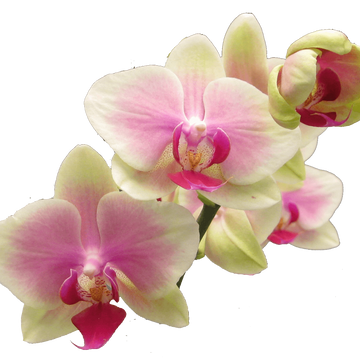 Orchid Seeds – Green Pink Phalaenopsis