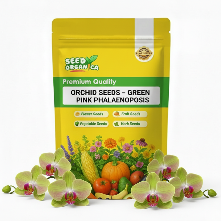 Orchid Seeds – Green Pink Phalaenopsis