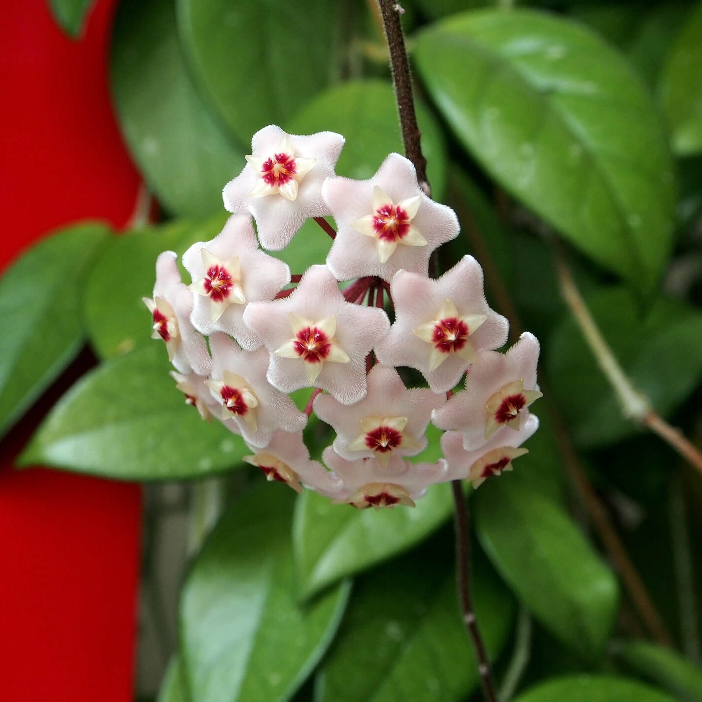 Orchid Seeds – Hoya