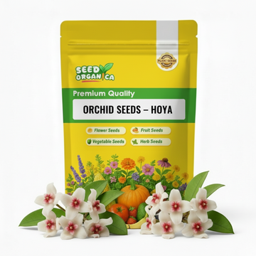 Orchid Seeds – Hoya