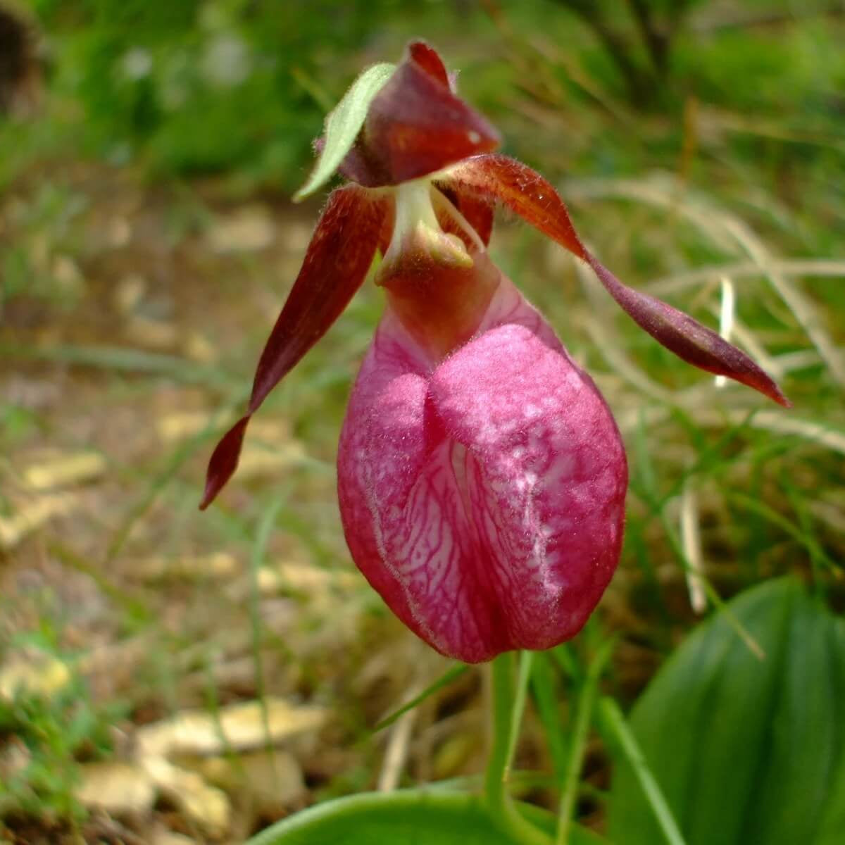 Orchid Seeds – Lady's Slipper