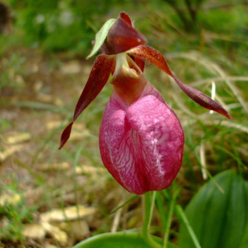 Orchid Seeds – Lady's Slipper