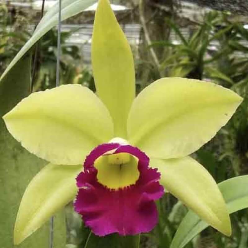 Orchid Seeds – Light Green Cattleya