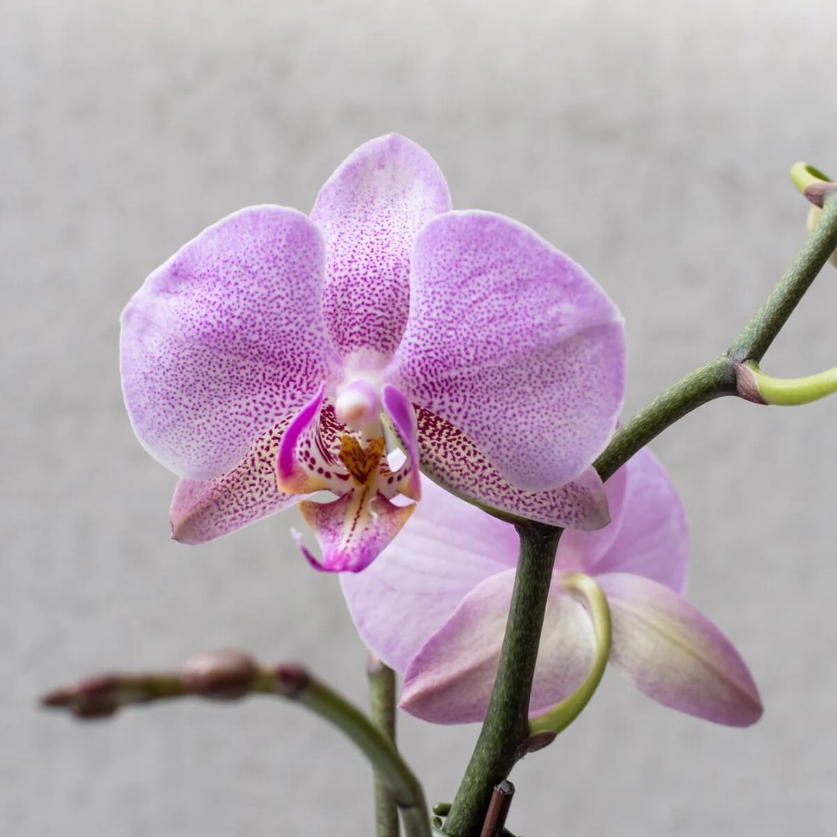 Orchid Seeds – Light Purple Phalaenopsis