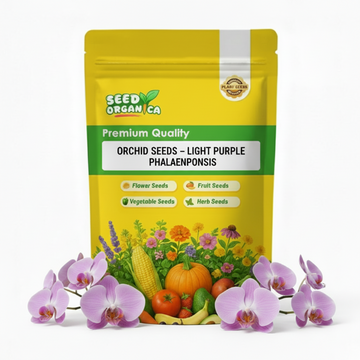 Orchid Seeds – Light Purple Phalaenopsis