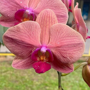 Orchid Seeds – Light Red Phalaenopsis