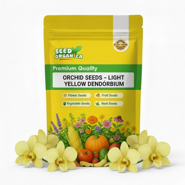 Orchid Seeds – Light Yellow Dendrobium
