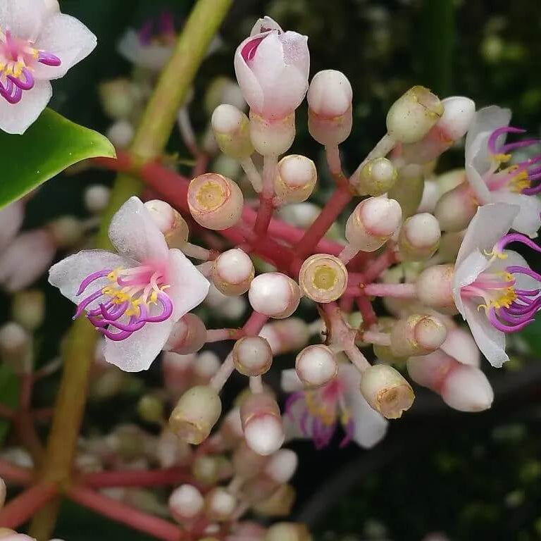 Orchid Seeds – Malaysian