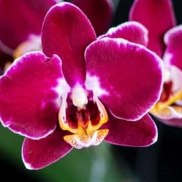 Orchid Seeds – Maroon White Phalaenopsis