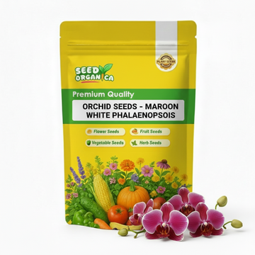 Orchid Seeds – Maroon White Phalaenopsis
