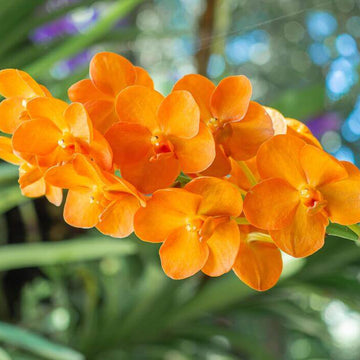 Orchid Seeds – Orange Bell