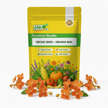 Orchid Seeds – Orange Mini