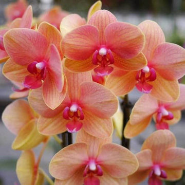 Orchid Seeds – Orange Pink Phalaenopsis