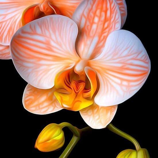 Orchid Seeds – Orange White Phalaenopsis