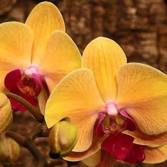 Orchid Seeds – Orange Yellow Phalaenopsis