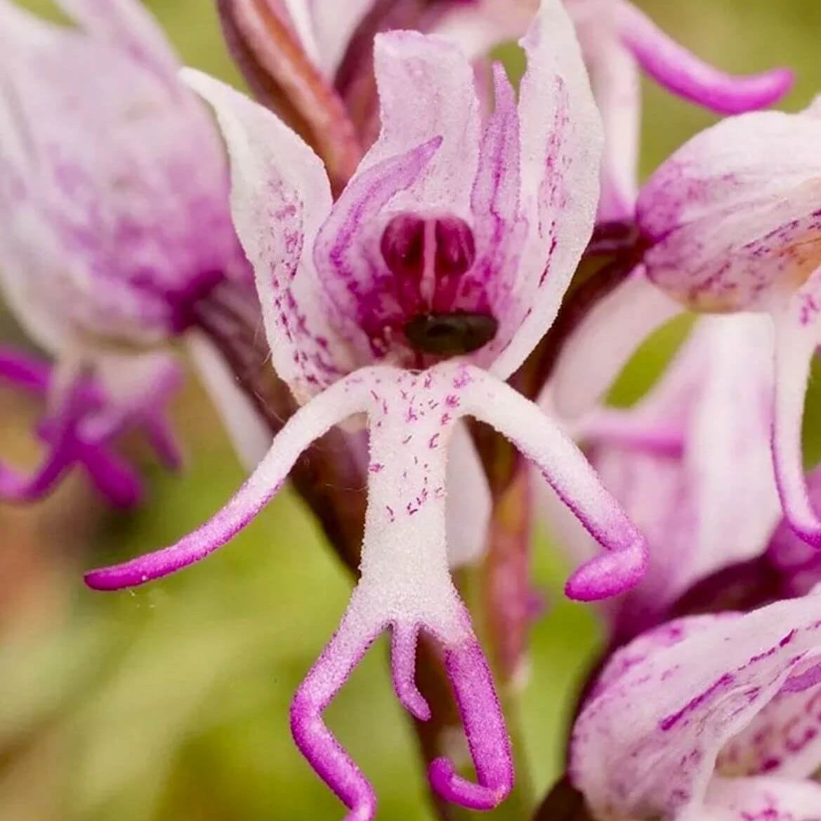 Orchid Seeds – Orchis Italica