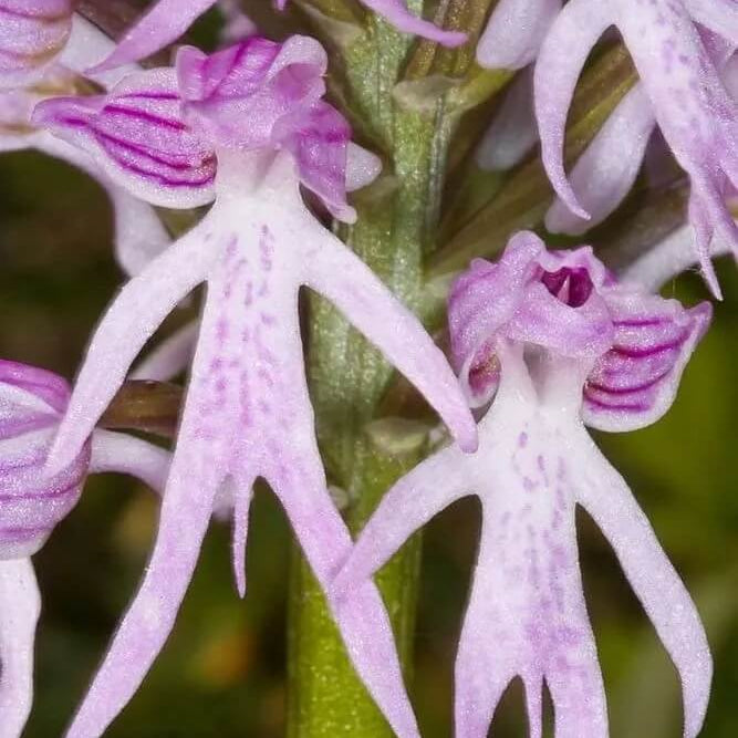 Orchid Seeds – Orchis Italica