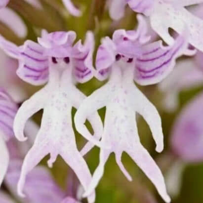 Orchid Seeds – Orchis Italica