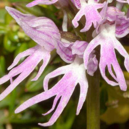 Orchid Seeds – Orchis Italica
