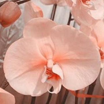 Orchid Seeds – Pale Pink
