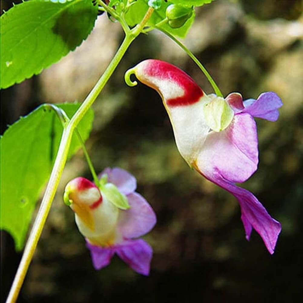 Orchid Seeds – Parrot