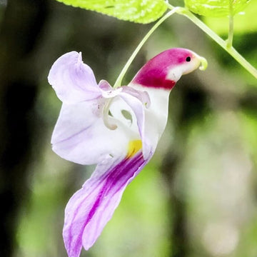 Orchid Seeds – Parrot Orchid