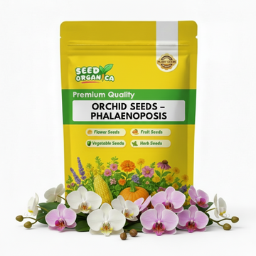 Orchid Seeds – Phalaenopsis