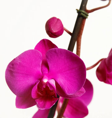 Orchid Seeds – Pink