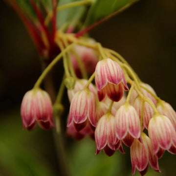 Orchid Seeds – Pink Bell