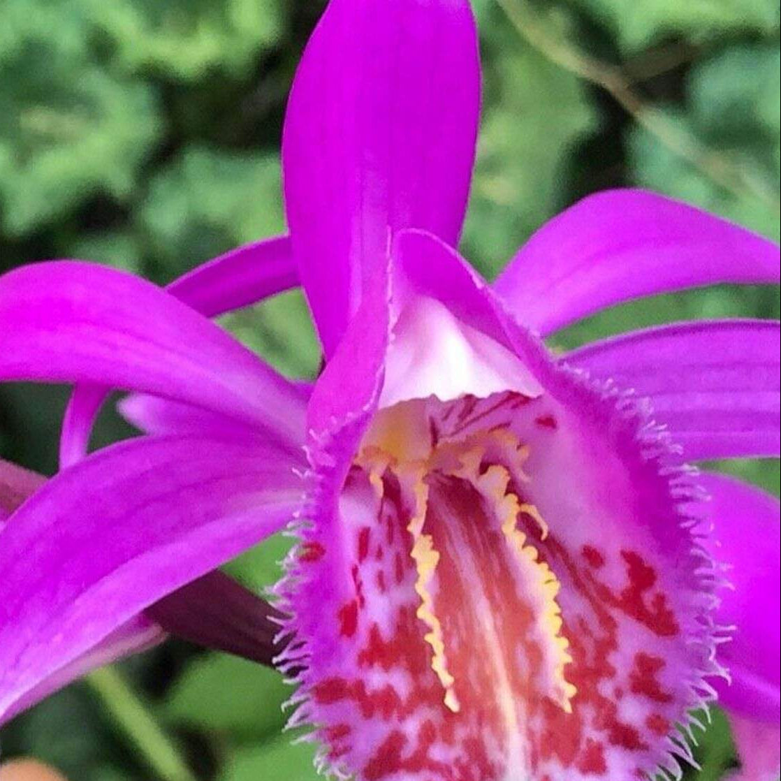 Orchid Seeds – Pink Butterfly