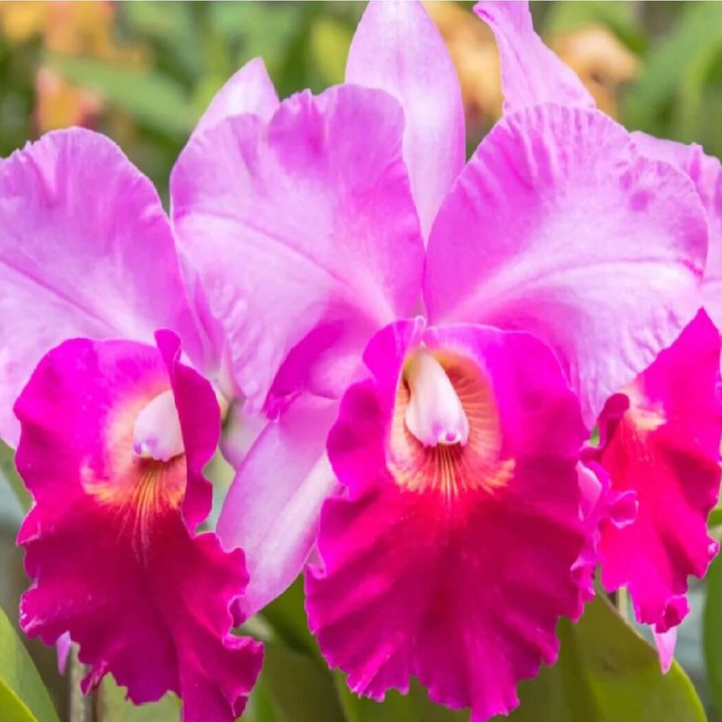Orchid Seeds – Pink Cattleya