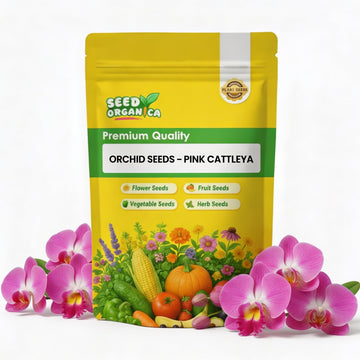 Orchid Seeds – Pink Cattleya