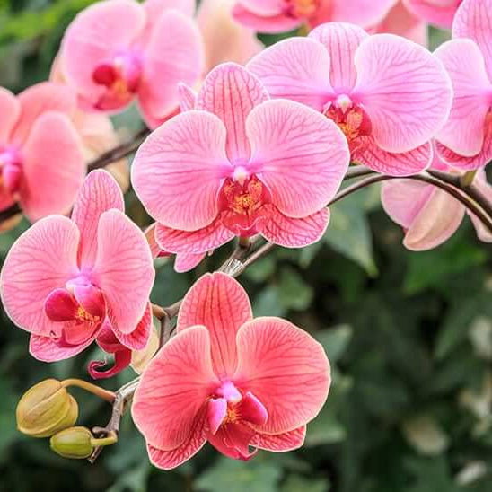 Orchid Seeds – Pink Hydroponic