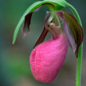 Orchid Seeds – Pink Lady's Slipper