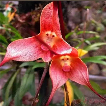 Orchid Seeds – Pink Monkey Face