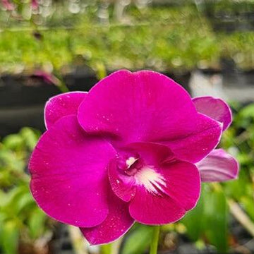 Orchid Seeds – Pink Red Dendrobium