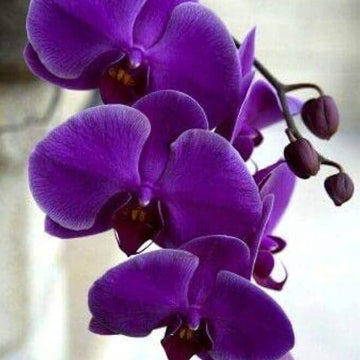 Orchid Seeds – Purple Butterfly