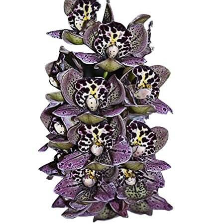 Orchid Seeds – Purple Cymbidium