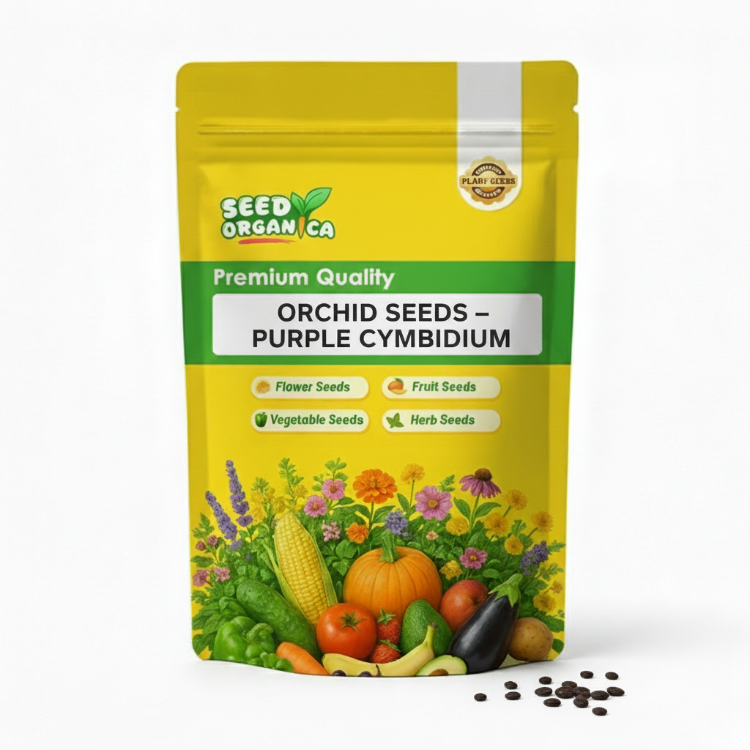Orchid Seeds – Purple Cymbidium