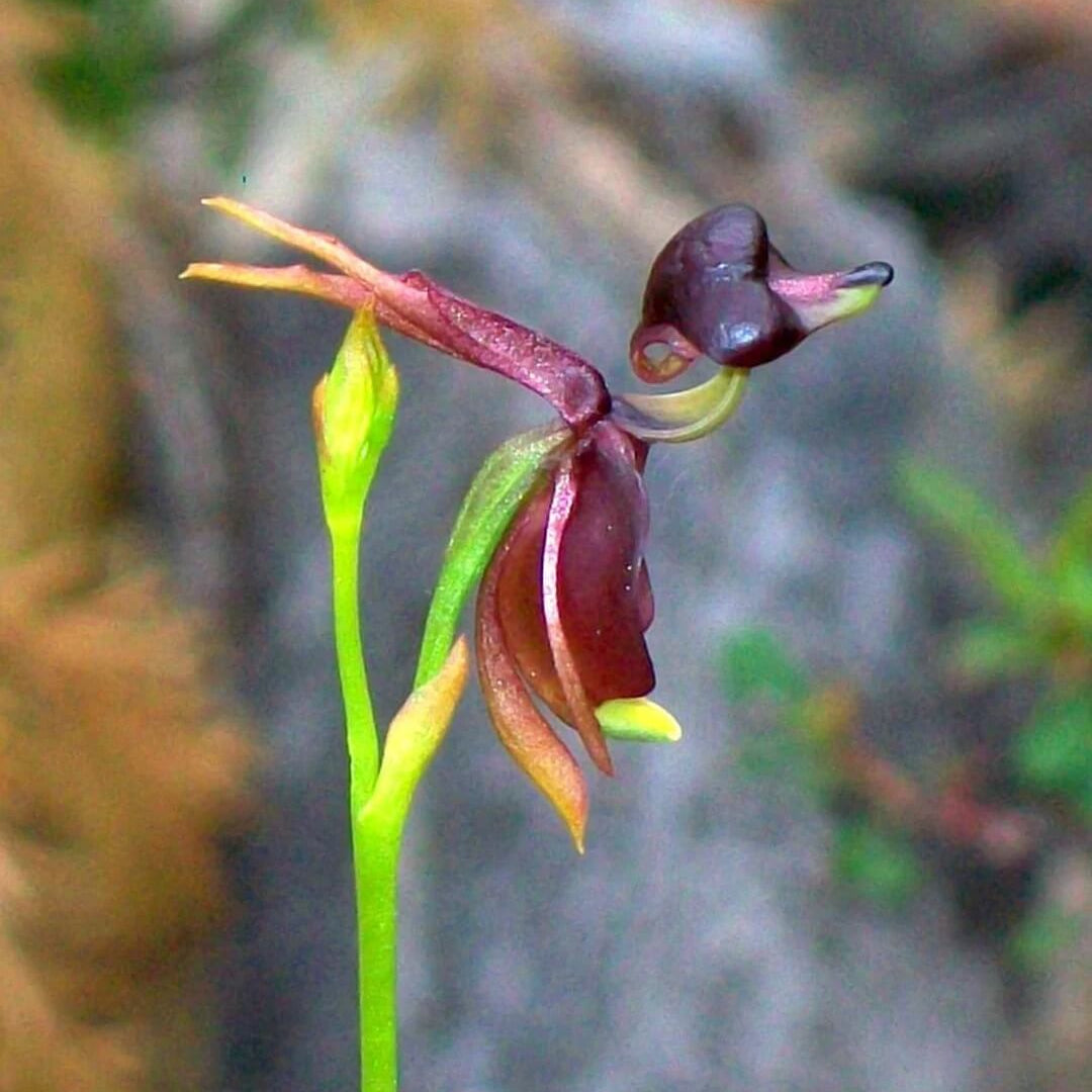 Orchid Seeds – Purple Flying Duck