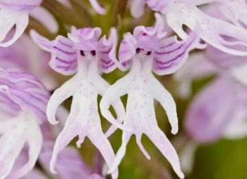 Orchid Seeds – Purple Naked Man