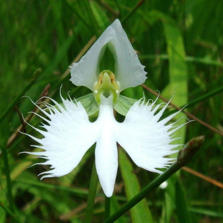 Orchid Seeds – Radiata