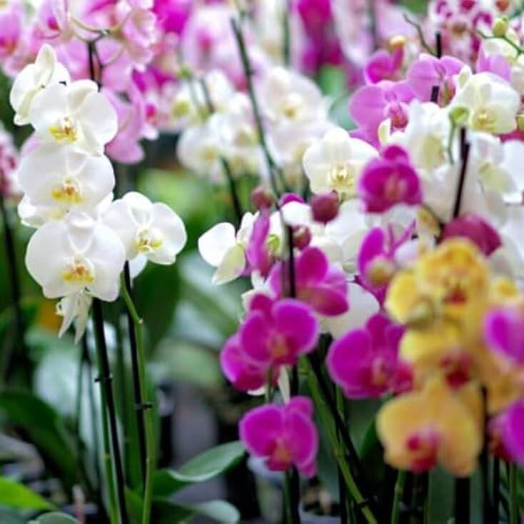 Orchid Seeds – Rainbow Phalaenopsis