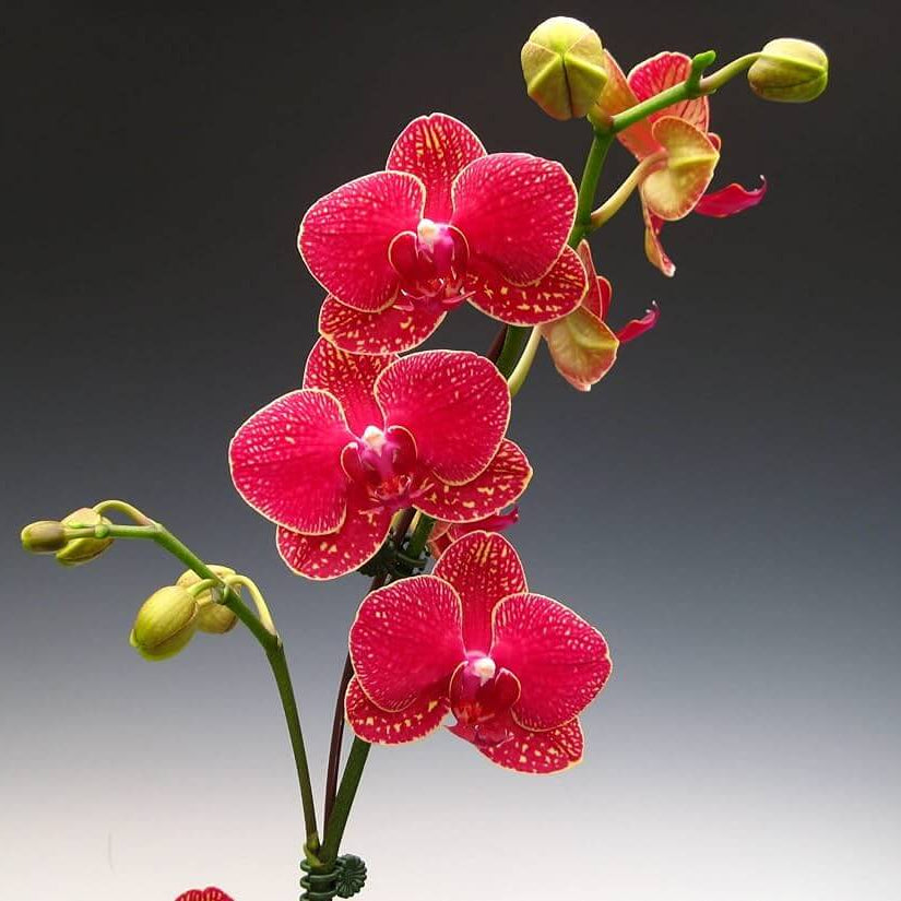 Orchid Seeds – Red Phalaenopsis