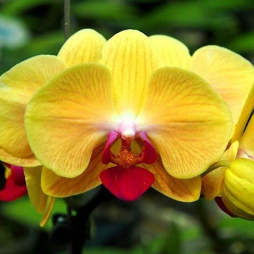 Orchid Seeds – Red Yellow Phalaenopsis