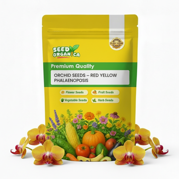 Orchid Seeds – Red Yellow Phalaenopsis