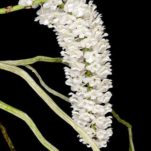 Orchid Seeds – Rhynchostylis Retusa Alba
