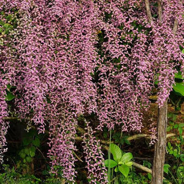 Orchid Seeds – Shower Orchid