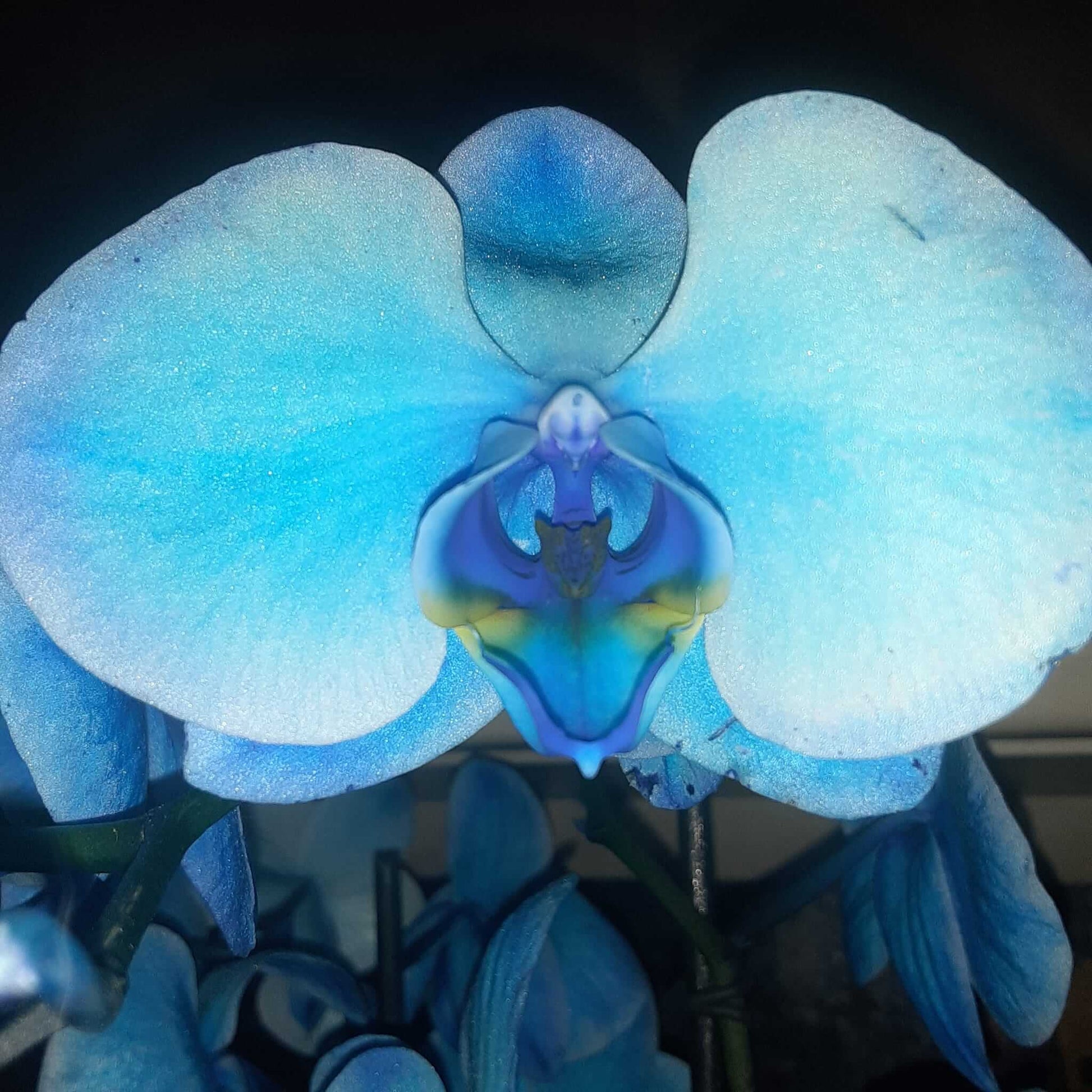 Orchid Seeds – Sky Blue