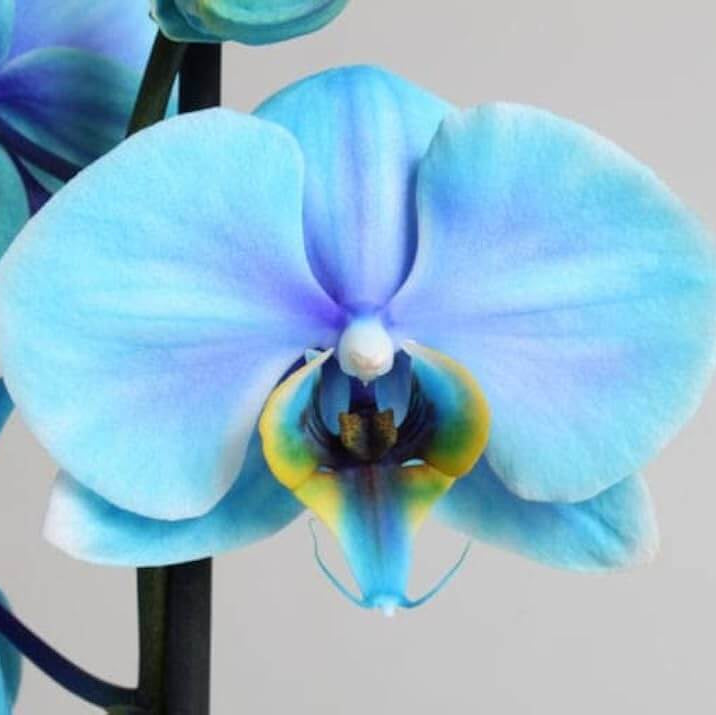 Orchid Seeds – Sky Blue White Phalaenopsis